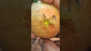 Nimbo Lemon Tree viralvideo shortvideo shorts vegetables [upl. by Prent]