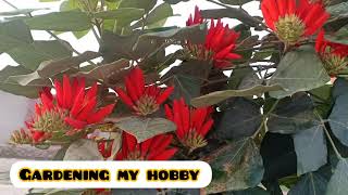 Gul e Nishtar Indian Coral Tree Grow and Care Erythrina Suberosa Beautiful tree گل نشتر کا درخت [upl. by Ecarret349]