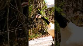 Canada Goose Honking Sound [upl. by Lilla]