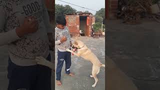 doggi masti timedoglover [upl. by Montford]