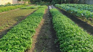 Plantando coentro do início ao fim [upl. by Zumwalt]