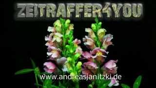 Löwenmäulchen Antirrhinum Timelapse Zeitraffer snapdragon [upl. by Marjorie]