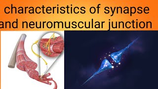 function of neuromuscular junctionphysiology lecture 4 [upl. by Sesmar]