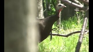 Best Hen Turkey Calling on YouTube compilation [upl. by Oikim]