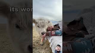 Predicting to sleep with a treat cow vs dog dog drydogfood dogeatdog dogfeeding cattledog [upl. by Anazraf]