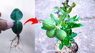 Special skills Grafting a kaffir lime trees from kaffir lime leaves in pot [upl. by Nnair]