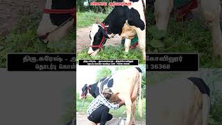 HF COW SALE vivasayaarvalargal cattlemarket cows cowshortsvideo shortvideo short shorts [upl. by Reddin79]