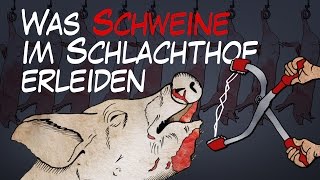 Was Schweine im Schlachthof erleiden  BR24 [upl. by Yehs]