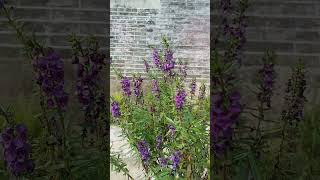 Angelonia countryside flowers nature [upl. by Arrahs]