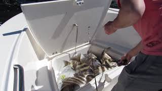 Fourchon Sheepshead frenzy Robalo R180 [upl. by Nale746]