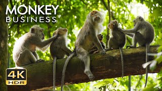 4K HDR Monkey Business  Life of Monkeys  Animal Documentary  Fun amp Relaxing Music Video  No Talk [upl. by Furie753]