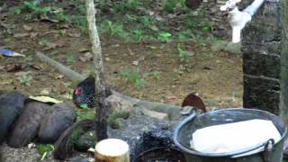 Sri Lanka spurfowl Galloperdix bicalcarata E [upl. by Skees]