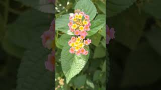 Lantana camara lantanacamara nature shortvideo reels flowers shorts garden [upl. by Hacker]