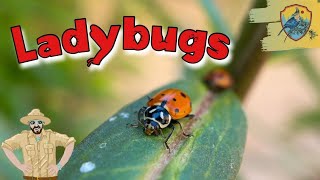 Amazing Ladybug Facts For Kids  Kids Nature Show [upl. by Cuttler160]