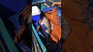 Grabe😱 Ngayon lang ako nakakita ng Ganito kalaking Isda na Giliw Giliw fishing viralvideo [upl. by Yramesor]