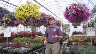 How to Grow HUGE Hanging Baskets [upl. by Iot628]