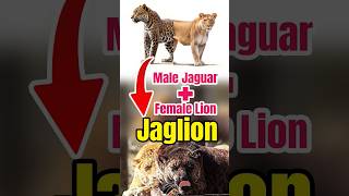 Blend of a male JAGUAR and a female LION lion jaguar [upl. by Suilenroc]