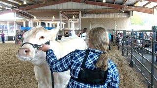 2022 Williamson County Fair  Beef Show  OpenJuniorWilliamson County 4H  All Other Breeds [upl. by Cletus]