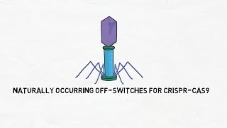 Naturally Occurring OffSwitches in CRISPRCas9 [upl. by Paley716]