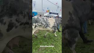 Série de vaches  Foire Agricole de Libramont blancbleubelge [upl. by Amikahs794]