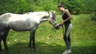 TUTO apprendre la révérence à son cheval [upl. by Aborn]