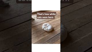 How White Cats Plot Their Dramatic Entrance  catfunny catvideos cat catlover shorts [upl. by Zavras]