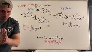 Forming Disaccharides via Glycosidic Linkages [upl. by Aundrea]