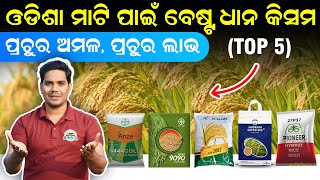 High production paddy in odisha ପ୍ରଚୁର ଅମଳ ହେଉଥିବା ଧାନ କିସମ Dhana chasa odia  dhana bihana odisha [upl. by Luedtke778]