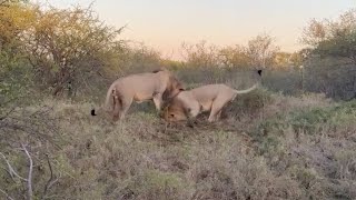 Warthogs can only watch as male lions dig into their burrow [upl. by Ahsit]