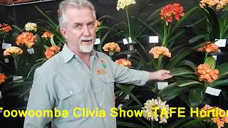 Toowoomba Clivia Show [upl. by Nnaycart995]