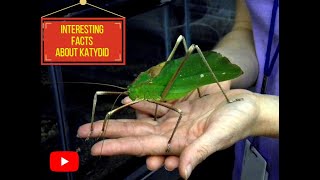 Interesting facts About Giant LongLegged Katydid [upl. by Nnoved667]