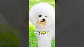 Bichon Frise quotTop 5 Fun Facts About Bichon Frise [upl. by Erminia]