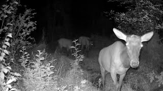 Herd of 10 elk at night  bull follows at the end [upl. by Haroppizt]