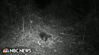 Longlost echidna species seen for first time in over 60 years [upl. by Rosol790]