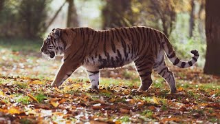 Best Tiger Roar Sound amp Growling in Forest Latest Video Full HD [upl. by Rosemare886]