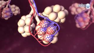 Biología El oxígeno y la respiración [upl. by Elias]