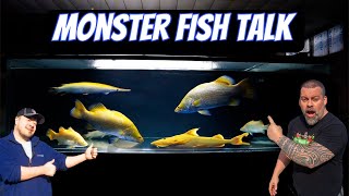 Monster Fish Talk  Predatory Fins amp Stingray Biology [upl. by Midas]