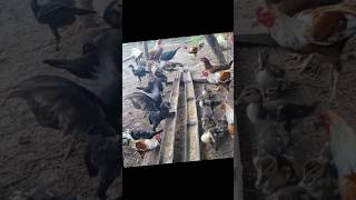 birdsandanimalsplanet chickenrecipes animalplanet ayam duckworld chicken chickendishes [upl. by Notsnorb]