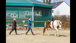 Impressionen aus dem Kurs quotGrundlagen der Doppellongen und Langzügelarbeitquot [upl. by Nagy196]