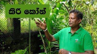 Sobadam Piyasaකිරි කෝන් ශාකය [upl. by Navi]