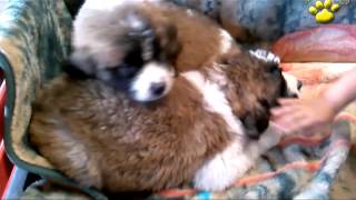 Saint Bernard Puppies [upl. by Albur]