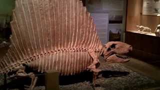 Wyoming Dinosaur Center  Thermopolis WY [upl. by Remos]