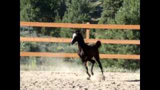 3 Month Old Black Arabian Filly [upl. by Enrol131]