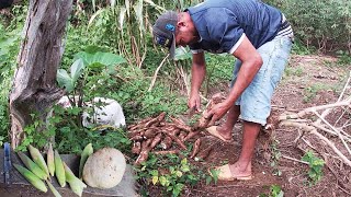 Sacando yuca en el conuco de Rafael en Republica Dominicana La vida del campo [upl. by Harbot]