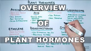 Plant Hormones  Types and Functions [upl. by Starla]