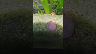 Guppies 🐟 Shorts Guppy Guppies AquariumLiveStream4U [upl. by Ileyan]