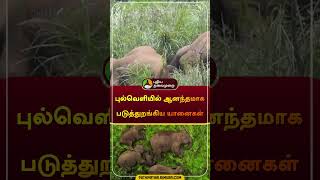 புல்வெளியில் ஆனந்தமாக படுத்துறங்கிய யானைகள்  nilgiris  elephant  shorts [upl. by Khoury]