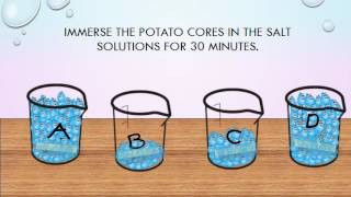 the potato experiment  osmosis lab [upl. by Alton]