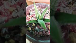 haworthia fasciata  suculenta [upl. by Ytteb]