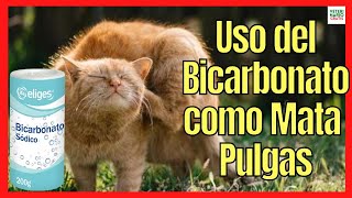 🔴 USO DEL BICARBONATO COMO MATA PULGAS EN GATOS 🔴 ADULTOS Y BEBÉS [upl. by Tnarg]